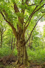 A tree as a guide post along the Treppel lake (Treppelsee), federal state Brandenburg, Germany