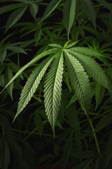Marijuana leaves, cannabis on a dark background, beautiful background, indoor cultivation