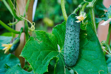 Growing cucumbers in a garden greenhouse.
