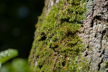 Moss on a tree with small bugs. Wildlife ecology