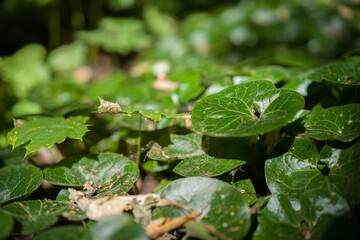 green leaves in the forest
