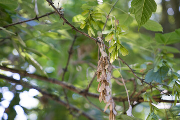 linden blossom, dried fruit in summer
