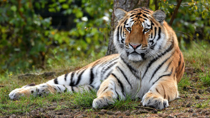 Fototapeta na wymiar Tiger is lying down on green grass