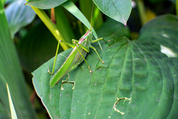 green grasshopper on a leaf