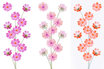 Obraz premium Bright colorful cosmos flowers