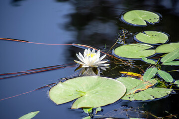 water lily in the pond