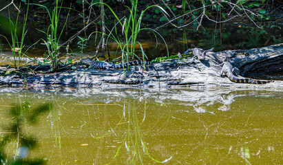 Three Young Alligators on a Log