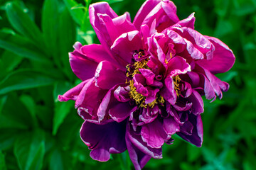 pink and purple flowers