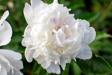 white peony flower