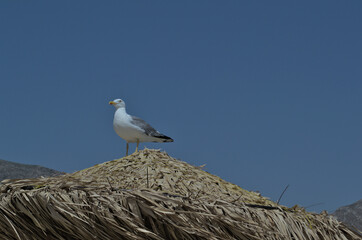 A seagull sits on top of a straw beach umbrella.