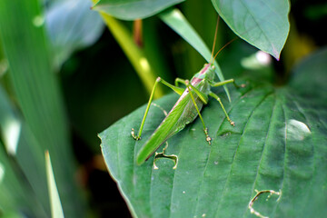 green grasshopper on a leaf
