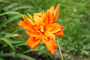 Colored  Lily in the daylight.