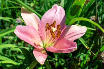 pink lily flower