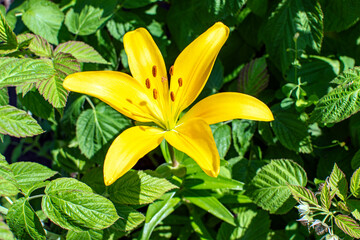 yellow lily flower