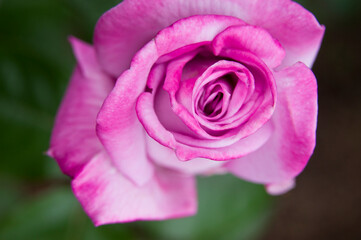 The name of this rose is Pastel Mauve.　