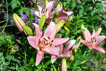 pink lilies in the garden