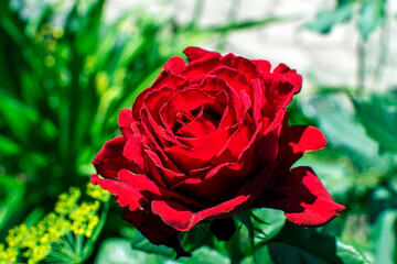 red roses in garden