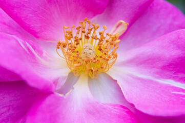 The name of this rose is "County Fair".