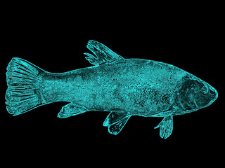 Illustration of a fish tench glowing in blue on a black background.