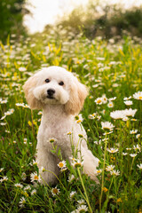 poodle puppy, poodle dog, poodle, happy, spring, summer, domestic, outdoors, lovely, mammal, beautiful, canine, puppy, animal, grass, pet, cute, nature, dog
