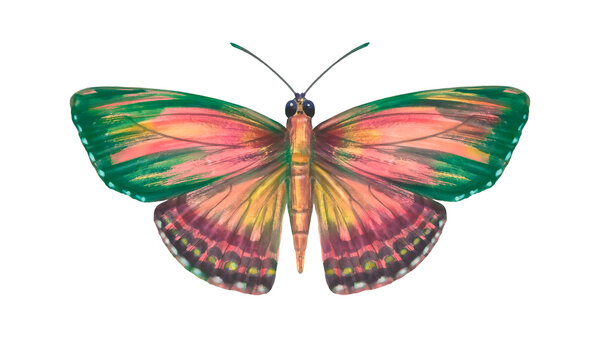 Watercolor colorful butterfly, red and green colors, isolate on a white background. Bright hand-drawn butterfly. Suitable for design, scrapbooking, wrapping paper, print.