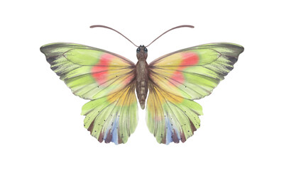 Watercolor colorful butterfly, isolate on a white background. Bright hand-drawn butterfly. green and yellow. Suitable for design, scrapbooking, wrapping paper, print.