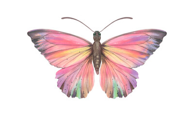 Watercolor colorful butterfly, isolate on a white background. Bright hand-drawn butterfly. Magenta color. Suitable for design, scrapbooking, wrapping paper, print.