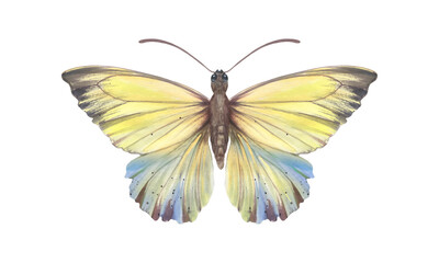 Obraz premium Watercolor colorful butterfly, yellow color, isolate on a white background. Bright hand-drawn butterfly. Suitable for design, scrapbooking, wrapping paper, print.