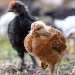 Portrait of a little chicken on the farm.