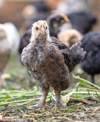 Portrait of a little chicken on the farm.