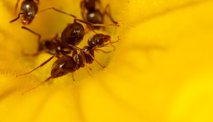 Close-up of an ant on a yellow flower in nature.