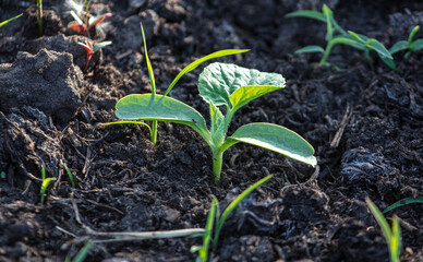Pumpkin sprout in the ground in spring.