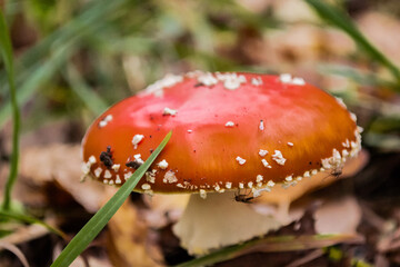Close-up of a beautiful fly agaric in the autumn grass. Midges and mosquitoes sit on the red-orange with white spots on the mushroom cap