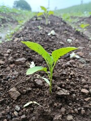 plant in soil