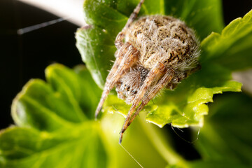 Close-up of a spider on a green leaf.