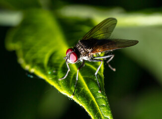 Close-up of a fly on a green leaf.