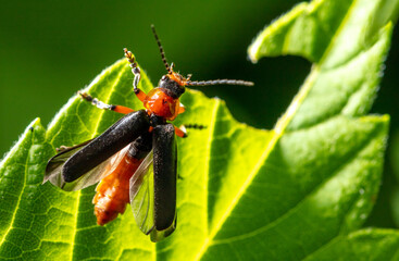 Close-up of a beetle on a leaf.