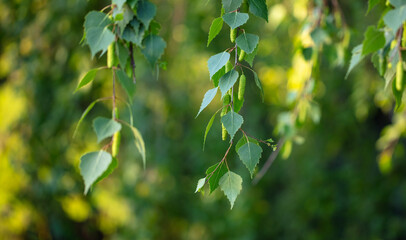 Green leaves on a birch in the park.