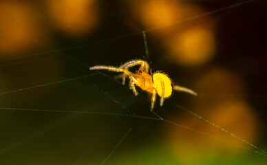 Close-up of a small yellow spider in nature.