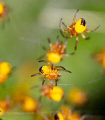 Close-up of small yellow spiders in nature.