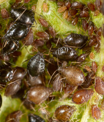 Close-up of aphids on a green leaf.