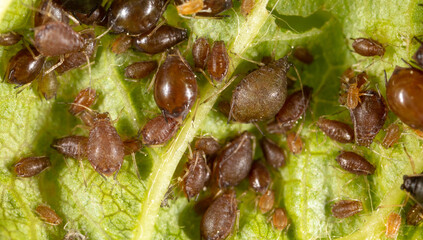 Close-up of aphids on a green leaf.