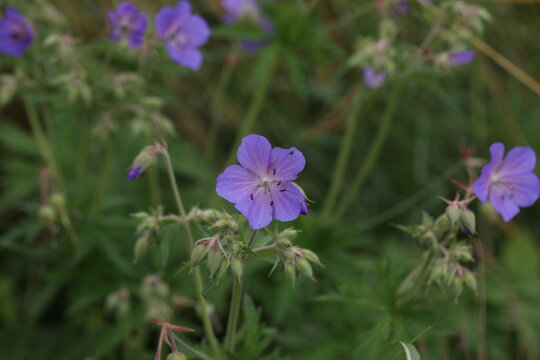 Delicate blue flowers of the meadow geranium
