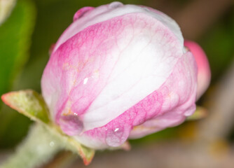 Fototapeta premium Flowers on an apple tree in spring.