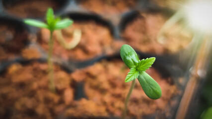 A small plant of cannabis seedlings at the stage of vegetation planted in the ground in the sun, a beautiful background, eceptions of cultivation in an indoor marijuana for medical purposes