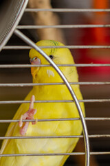 Yellow budgerigar in a cage. Bird in captivity, parrot breeding.