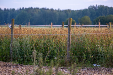 Obraz premium A view of a fenced wheat field with forest in the background.