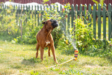 german boxer dog plays with a garden sprinkler on a summer day on the lawn, sprinklers work in summer, lawn watering devices - obrazy, fototapety, plakaty