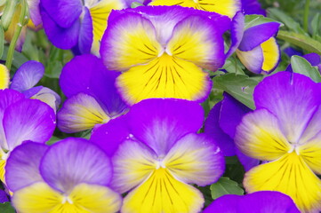 Obraz na płótnie Canvas These are the pansies that bloomed in the garden.