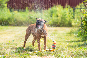 german boxer dog plays with a garden sprinkler on a summer day on the lawn, sprinklers work in summer, lawn watering devices - obrazy, fototapety, plakaty